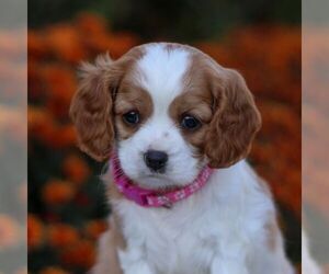 Cavapoo Puppy for sale in ANNVILLE, PA, USA