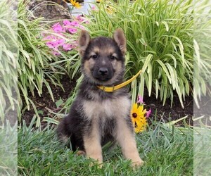 German Shepherd Dog Puppy for sale in STEWARTSTOWN, PA, USA