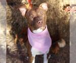 Small #1 American Staffordshire Terrier Mix