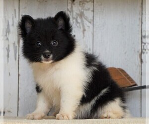 Pomeranian Puppy for sale in FREDERICKSBG, OH, USA