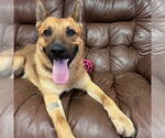 Small #6 German Shepherd Dog Mix