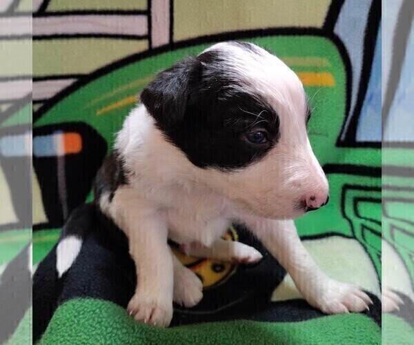 Medium Photo #203 Border Collie Puppy For Sale in NORBORNE, MO, USA