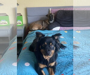 Becca - AZ - COURTESY POST - Female Mutt Dog for Adoption - Photo #5