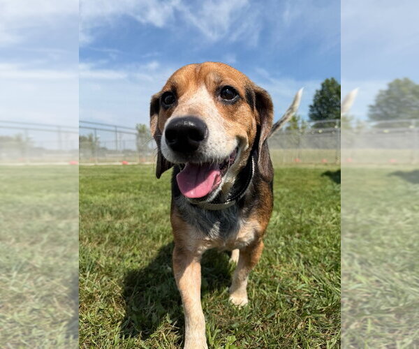 Medium Photo #2 Beagle-Unknown Mix Puppy For Sale in Pierceton , IN, USA