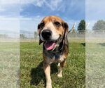 Small #1 Beagle Mix