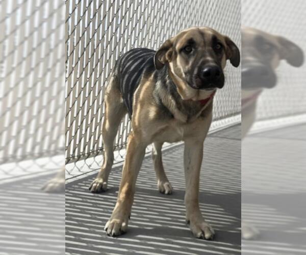 Medium Photo #1 German Shepherd Dog Puppy For Sale in HESPERIA, CA, USA