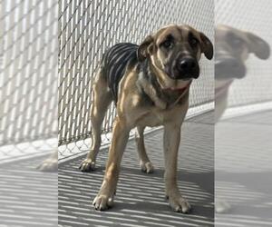 German Shepherd Dog Dogs for adoption in HESPERIA, CA, USA