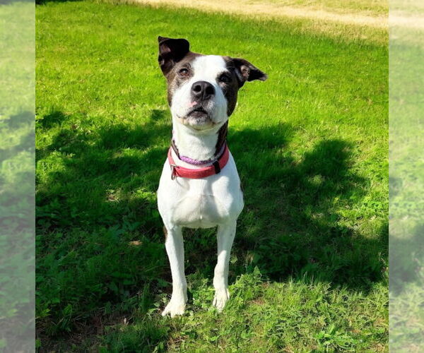 Medium Photo #3 American Pit Bull Terrier-Unknown Mix Puppy For Sale in Glen Allen, VA, USA