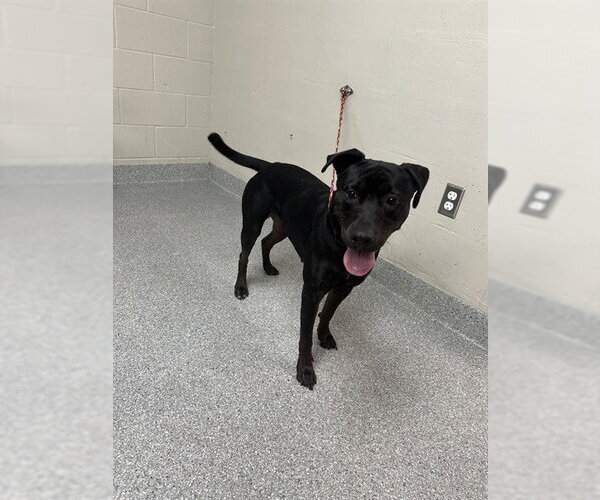 Medium Photo #1 American Pit Bull Terrier-Labrador Retriever Mix Puppy For Sale in Pasadena, TX, USA