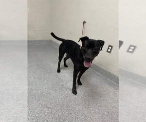 American Pit Bull Terrier-Labrador Retriever Mix Dogs for adoption in Pasadena, TX, USA