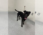 Small American Pit Bull Terrier-Labrador Retriever Mix