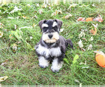 Image preview for Ad Listing. Nickname: Jefferson