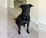 Small #3 Labrador Retriever Mix