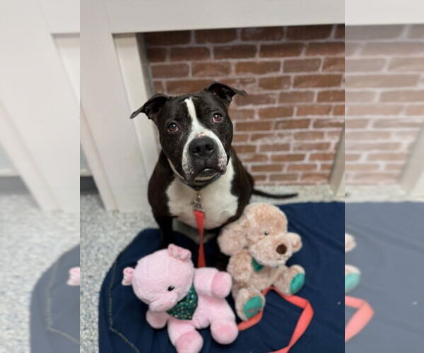 Medium Photo #22 American Staffordshire Terrier-Unknown Mix Puppy For Sale in Sayreville, NJ, NJ, USA
