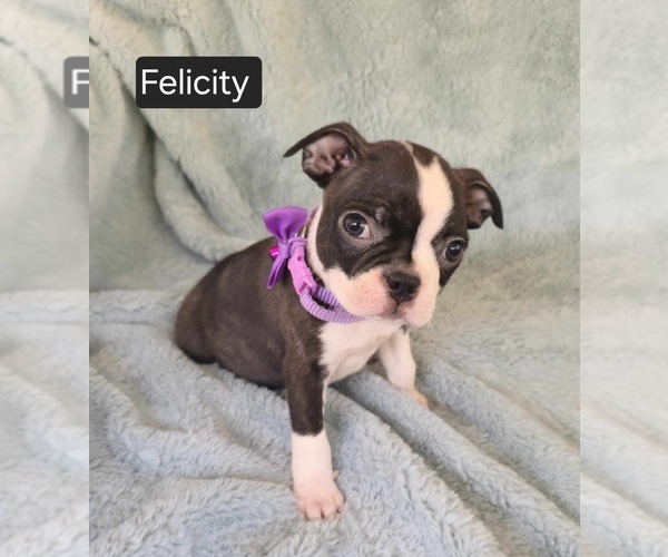 Medium Photo #3 Boston Terrier Puppy For Sale in MINERAL WELLS, WV, USA