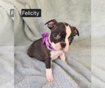 Small #2 Boston Terrier