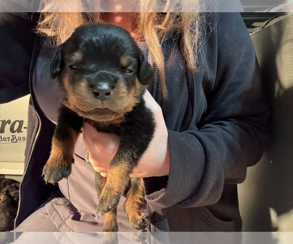 Medium Photo #35 Rottweiler Puppy For Sale in GREEN SPRINGS, OH, USA