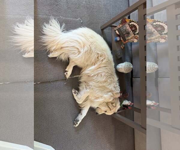 Medium Photo #4 Great Pyrenees-Unknown Mix Puppy For Sale in Dallas, TX, USA
