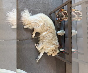 Bailey - Male Great Pyrenees-Unknown Mix Dog for Adoption - Photo #4