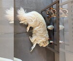 Small Photo #4 Great Pyrenees-Unknown Mix Puppy For Sale in Dallas, TX, USA