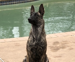Dutch Shepherd Dog Puppy for sale in HARKER HEIGHTS, TX, USA