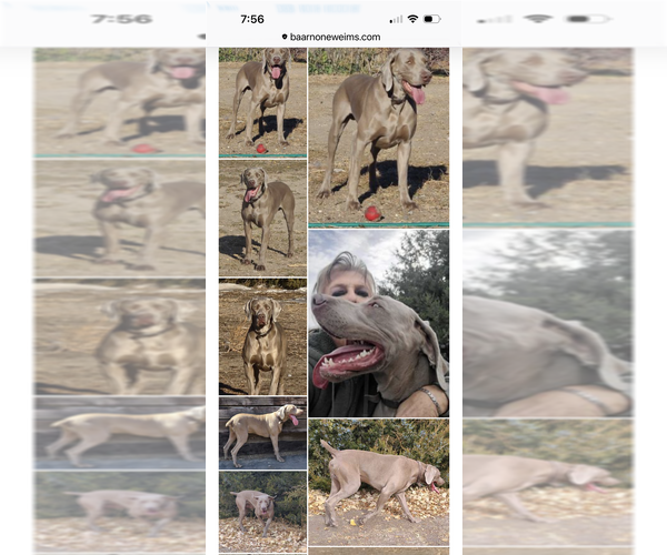 Medium Photo #1 Weimaraner Puppy For Sale in JOES, CO, USA