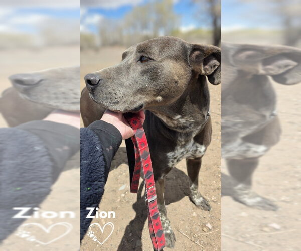 Medium Photo #2 Mutt Puppy For Sale in Monte Vista, CO, USA
