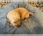Small #7 Golden Retriever