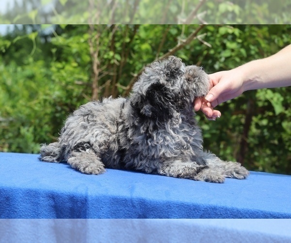 Medium Photo #20 Poodle (Toy) Puppy For Sale in DYERSBURG, TN, USA