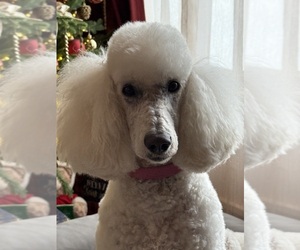 Mother of the Poodle (Standard) puppies born on 04/13/2025