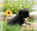 Small #4 French Bulldog