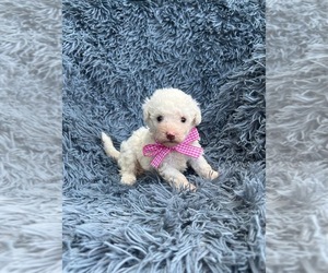 Cavapoo Puppy for sale in JEFFERSONVILLE, IN, USA