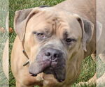 Small American Bulldog-American Staffordshire Terrier Mix