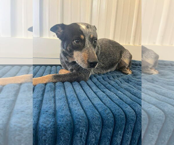 Medium Photo #3 Mutt Puppy For Sale in Osgood, IN, USA