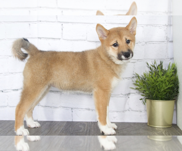 Medium Photo #1 Shiba Inu Puppy For Sale in RED LION, PA, USA