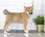 Small Photo #1 Shiba Inu Puppy For Sale in RED LION, PA, USA