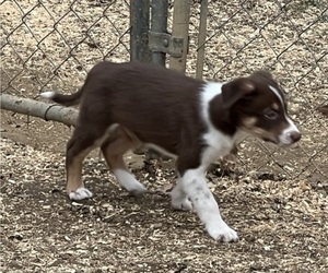 Border Collie Puppy for sale in BARDSTOWN, KY, USA