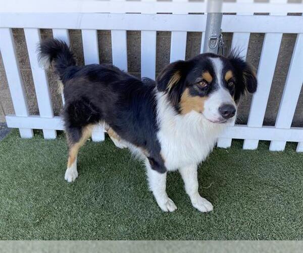 Medium Photo #1 Australian Shepherd Puppy For Sale in Modesto, CA, USA