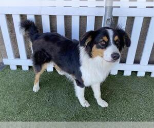 Australian Shepherd Dogs for adoption in Modesto, CA, USA