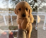 Small Photo #2 Golden Retriever Puppy For Sale in VALLEY SPRINGS, CA, USA