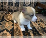 Puppy Female 2 Pembroke Welsh Corgi