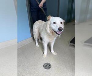 Medium Great Pyrenees Mix