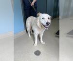 Small Great Pyrenees Mix