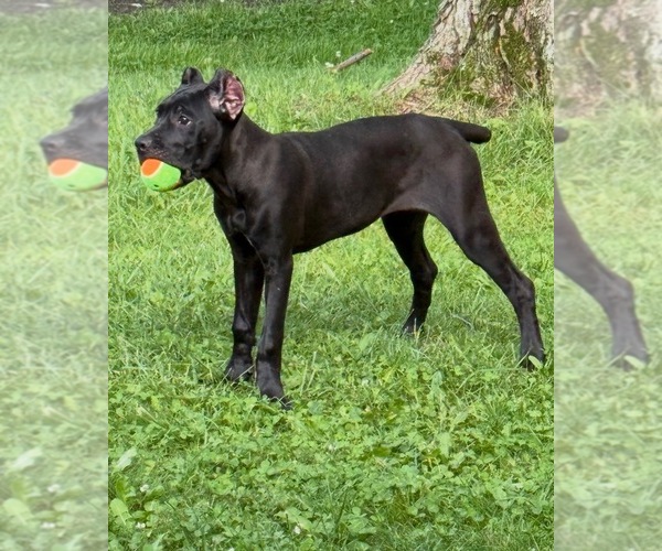 Medium Photo #22 Cane Corso Puppy For Sale in ANDERSON, IN, USA