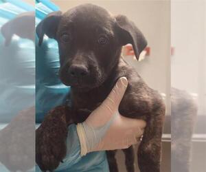 Holland Shepherd-Unknown Mix Dogs for adoption in Bakersfield, CA, USA