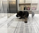 Small Photo #1 German Shepherd Dog Puppy For Sale in CARTHAGE, NY, USA