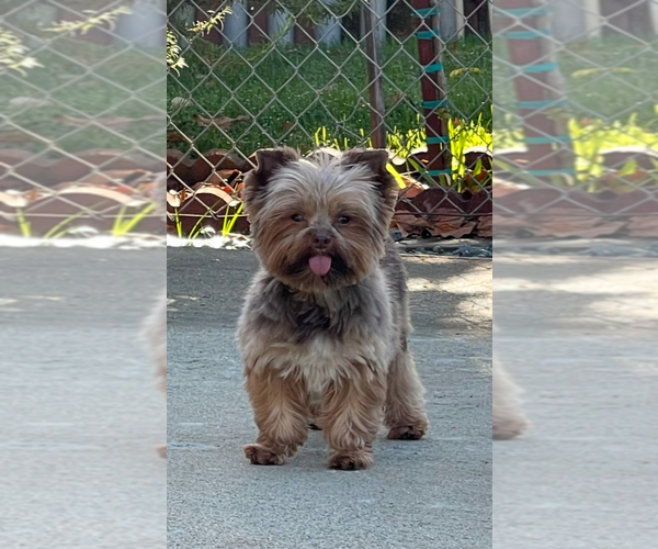 Medium Photo #1 Yorkshire Terrier Puppy For Sale in MODESTO, CA, USA