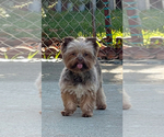 Small Photo #1 Yorkshire Terrier Puppy For Sale in MODESTO, CA, USA