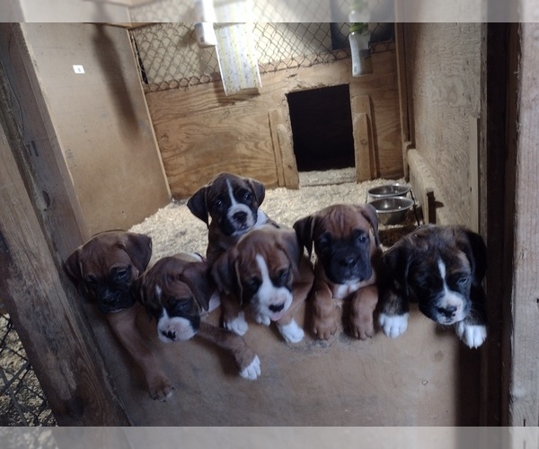 Medium Photo #1 Boxer Puppy For Sale in PORT ROYAL, PA, USA