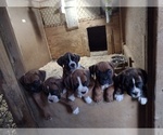 Small Boxer